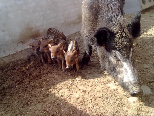 赤峰金波特種養(yǎng)殖電話號碼-第1張圖片