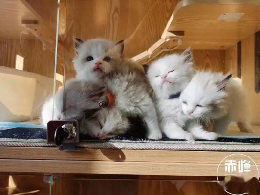 赤峰貓貓洗澡團(tuán)購電話地址查詢-第1張圖片