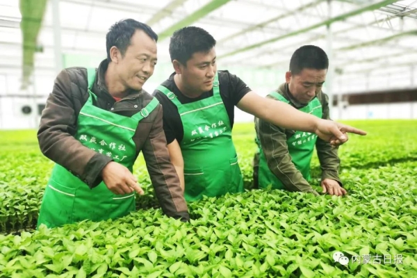 內(nèi)蒙赤峰育苗基地電話地址查詢-第1張圖片