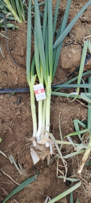 赤峰炒餅批發(fā)電話地址查詢-第1張圖片