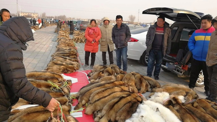 赤峰貂皮批發(fā)市場(chǎng)電話號(hào)碼-第1張圖片