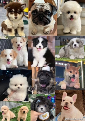 赤峰寵物實(shí)體店地址電話號碼-第1張圖片