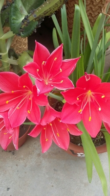 赤峰紅山區(qū)富龍社區(qū)電話號碼-第1張圖片