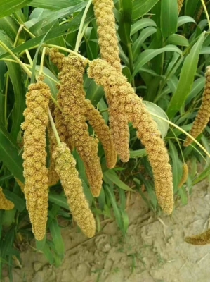 赤峰樂土紅谷小米店電話號(hào)碼-第1張圖片