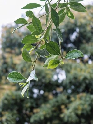 赤峰雨潤鮮花店地址電話號碼-第1張圖片