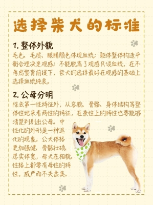 赤峰自家柴犬售賣電話地址查詢-第1張圖片