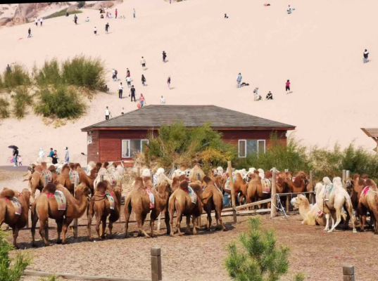 赤峰穿沙車(chē)隊(duì)電話號(hào)碼查詢-第1張圖片