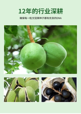 赤峰市文冠果茶店電話號碼-第1張圖片