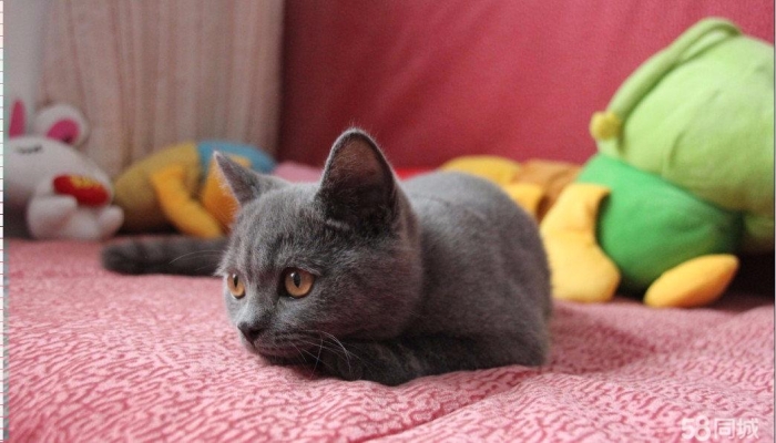 赤峰同城撿貓電話號碼查詢-第1張圖片