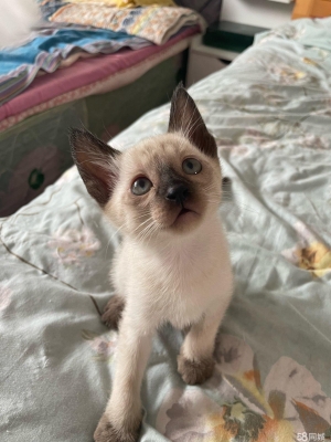 赤峰同城寵物貓出租電話號碼-第1張圖片