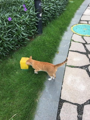 赤峰喂貓服務(wù)中心電話號(hào)碼-第1張圖片