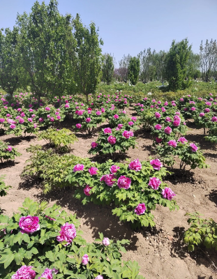 赤峰大型夏堇商家電話號(hào)碼-第1張圖片