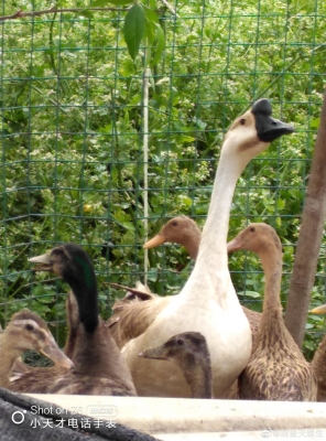 赤峰紅山區(qū)土狗售賣電話地址-第1張圖片