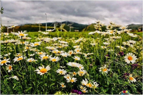 赤峰富龍?zhí)烊粴饪头娫捥柎a-第1張圖片