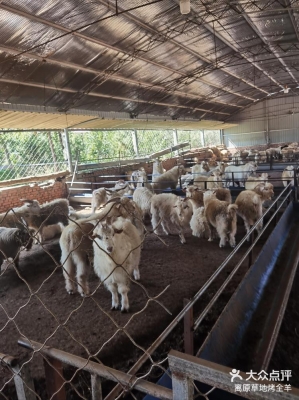 赤峰羊交易市場-第1張圖片