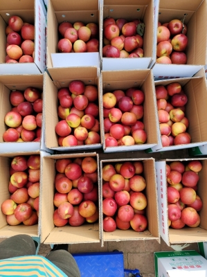 赤峰蘋果代賣電話號碼查詢-第1張圖片