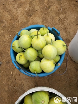 赤峰綠寶甜瓜種植基地電話號碼-第1張圖片