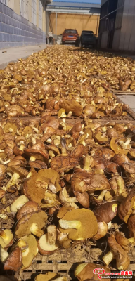 赤峰采小蘑菇電話多少號-第1張圖片