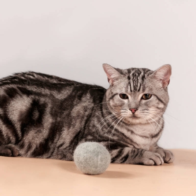 赤峰貓咪剃毛店電話地址查詢-第1張圖片