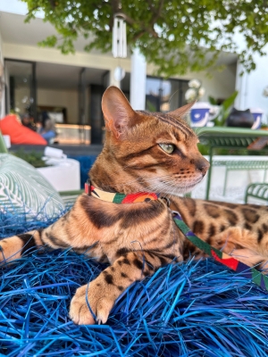 喵嶼咖啡赤峰店電話地址是多少-第1張圖片