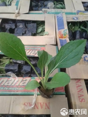 赤峰宿根黑心菊商家電話-第1張圖片