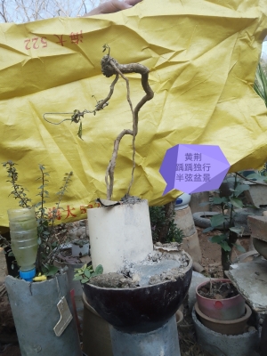 赤峰老樁盆景基地電話號(hào)碼-第1張圖片