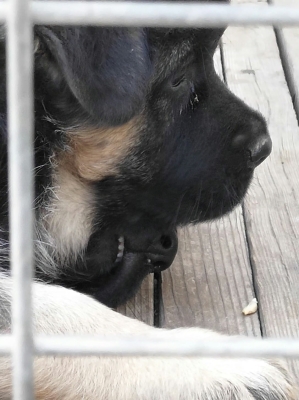 赤峰麒麟犬舍電話號碼多少-第1張圖片