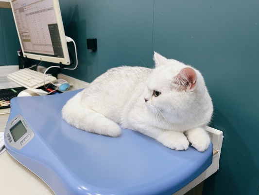 赤峰韓帝寵物醫(yī)院電話號碼-第1張圖片