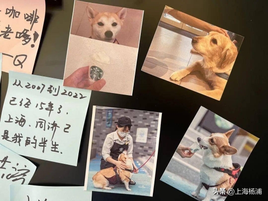 赤峰狗狗造型培訓(xùn)班電話號碼-第1張圖片