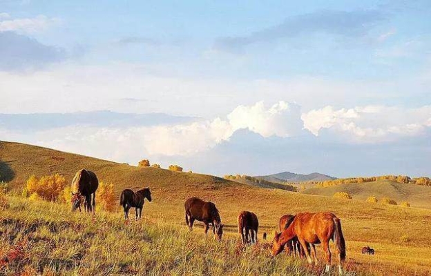 赤峰軍馬場(chǎng)住宿電話多少號(hào)-第1張圖片