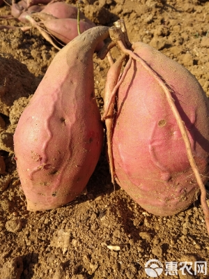 赤峰薯塔經(jīng)銷商電話號(hào)碼-第1張圖片