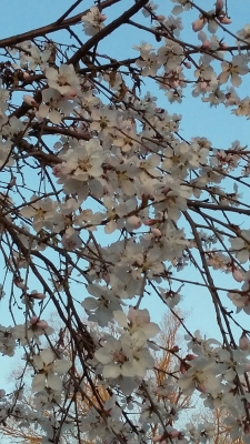 赤峰紅山區(qū)回族小學(xué)電話號(hào)碼-第1張圖片