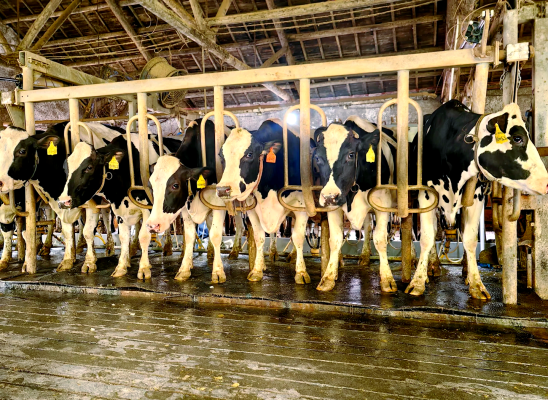 赤峰附近的奶牛場-第1張圖片