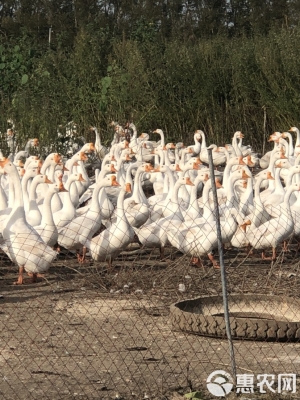 赤峰大鵝蹦迪地址電話查詢號碼-第1張圖片