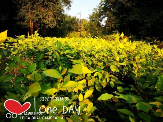 赤峰清心茶莊在哪里啊電話號(hào)碼-第1張圖片