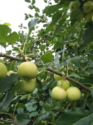 赤峰果樹回收電話號碼多少號-第1張圖片