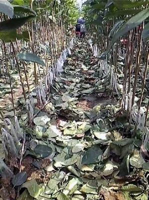 赤峰收購(gòu)柳樹芽的地方電話號(hào)碼-第1張圖片