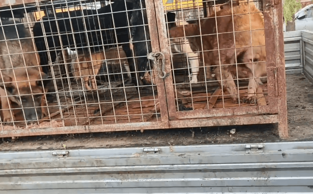 赤峰轉(zhuǎn)讓狗籠子電話是多少號-第1張圖片