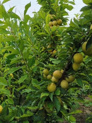 赤峰流動水果商販電話號碼查詢-第1張圖片