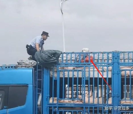 赤峰收拾豬頭電話(huà)多少號(hào)-第1張圖片