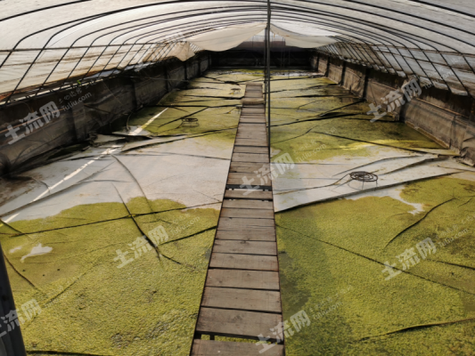 赤峰觀賞雞養(yǎng)殖基地電話號碼-第1張圖片