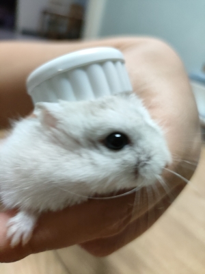 赤峰萌寵市場地址電話號(hào)碼-第1張圖片