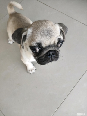 赤峰本地免費(fèi)送狗狗電話號(hào)碼-第1張圖片