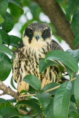 赤峰燕尾樓承板直銷電話號碼-第1張圖片