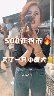 赤峰小鹿犬出售電話多少號-第1張圖片