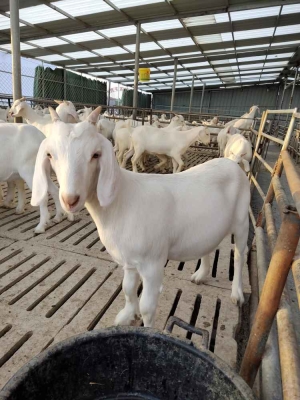 赤峰養(yǎng)羊直銷電話地址在哪里-第1張圖片