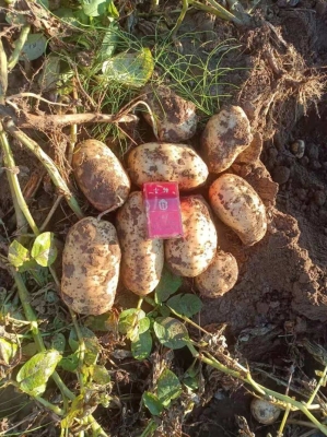 內(nèi)蒙古赤峰土豆銷售電話號碼-第1張圖片