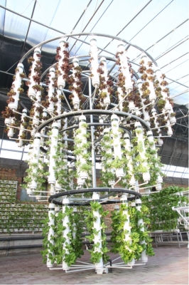 赤峰水培鮮花基地電話號碼-第1張圖片