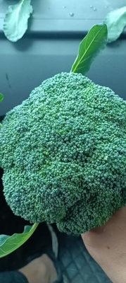 赤峰堿廠蔬菜批發(fā)電話號(hào)碼-第1張圖片