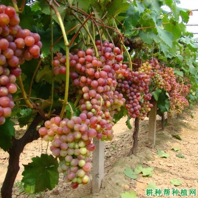 赤峰葡萄配送電話是多少號-第1張圖片